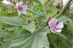 Fehér mályva - Orvosi zilíz - Althea officinalis